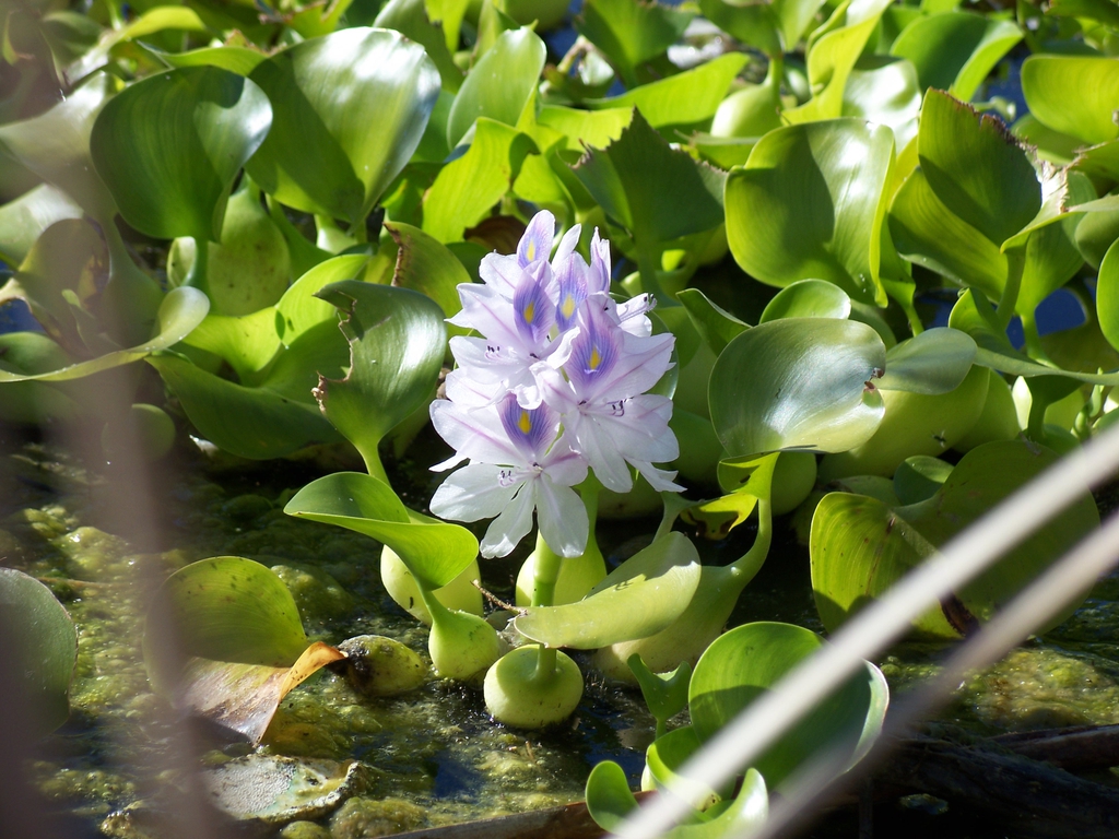 leaves and flowers