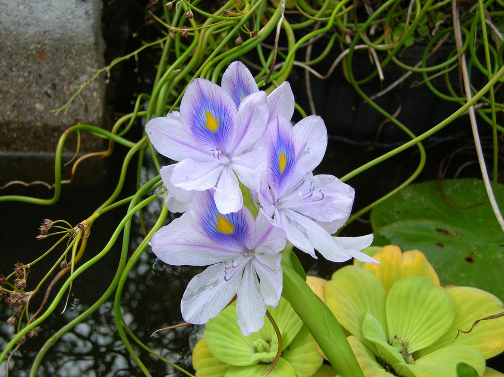 leaves and flowers