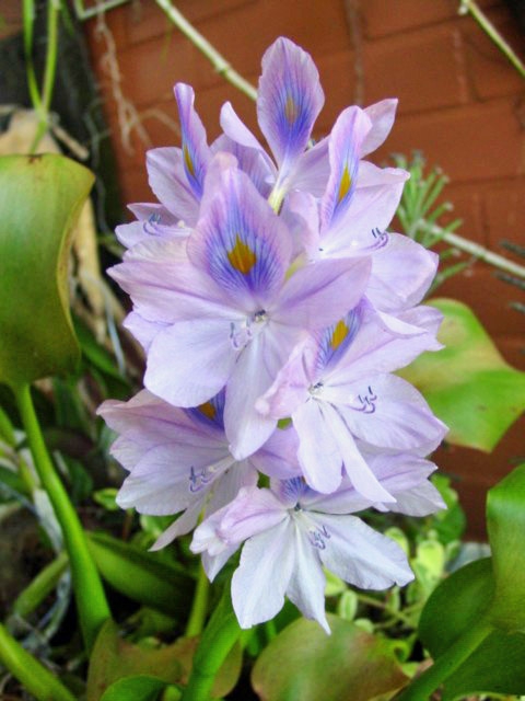 leaves and flowers