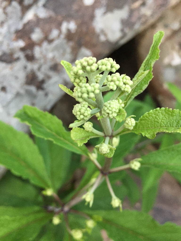 Flower buds