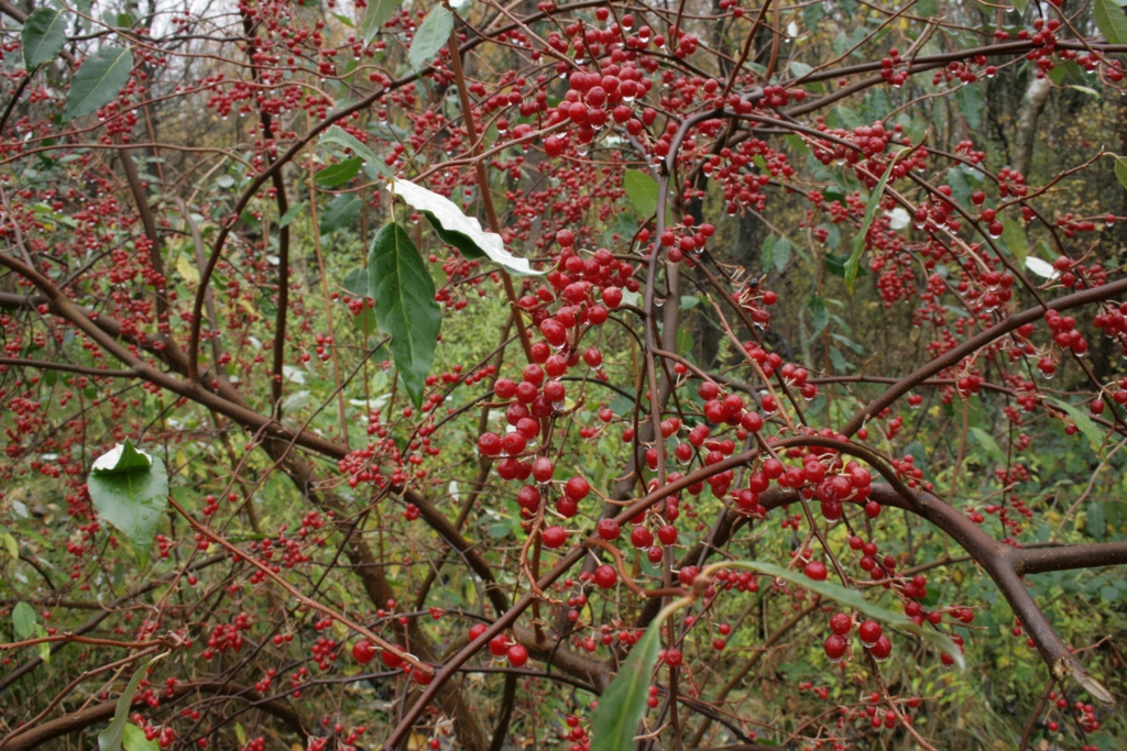 berries