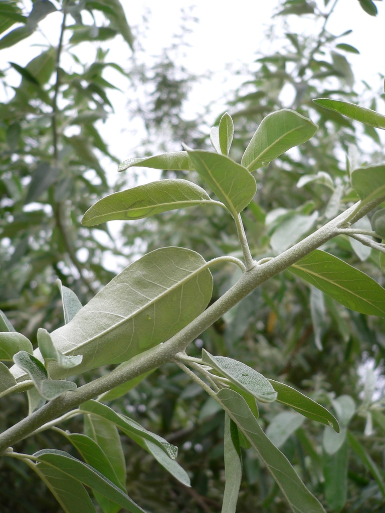 leaves