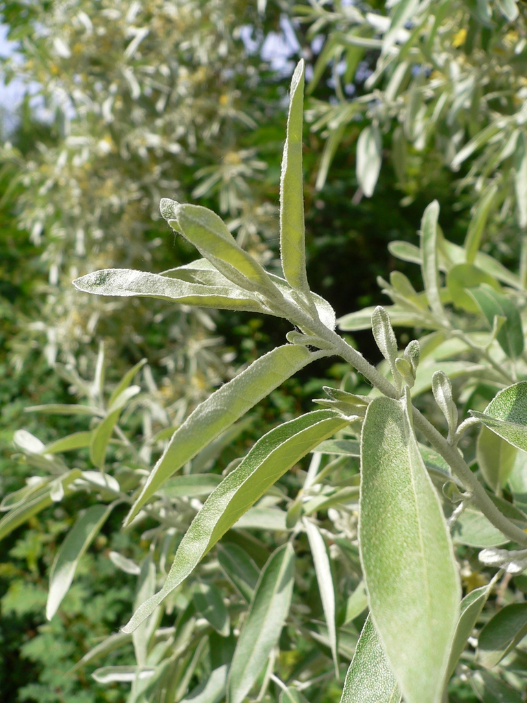 leaves and flowers