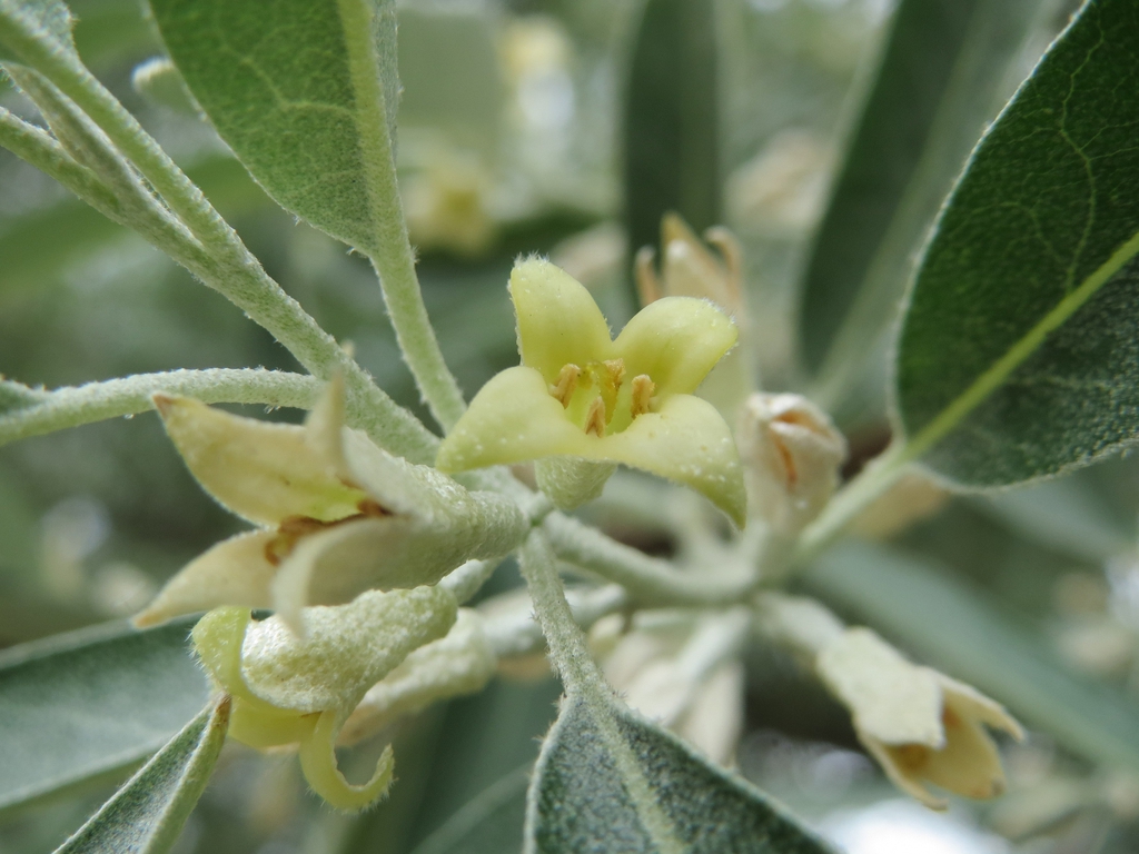 leaves and flowers