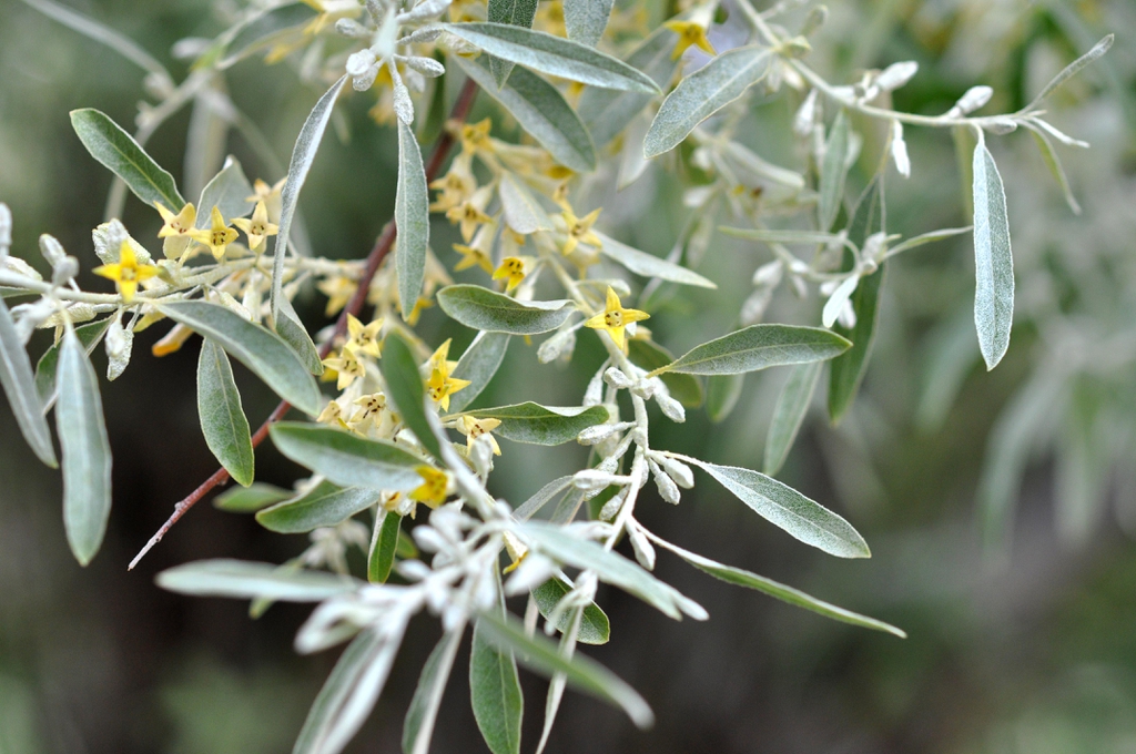 leaves and flowers
