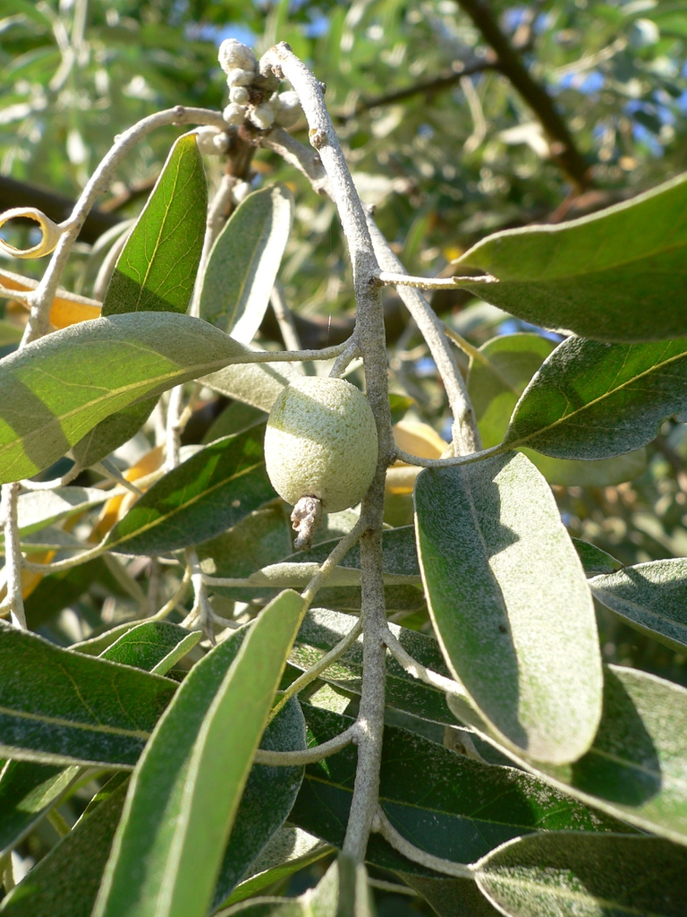 leaves and flowers