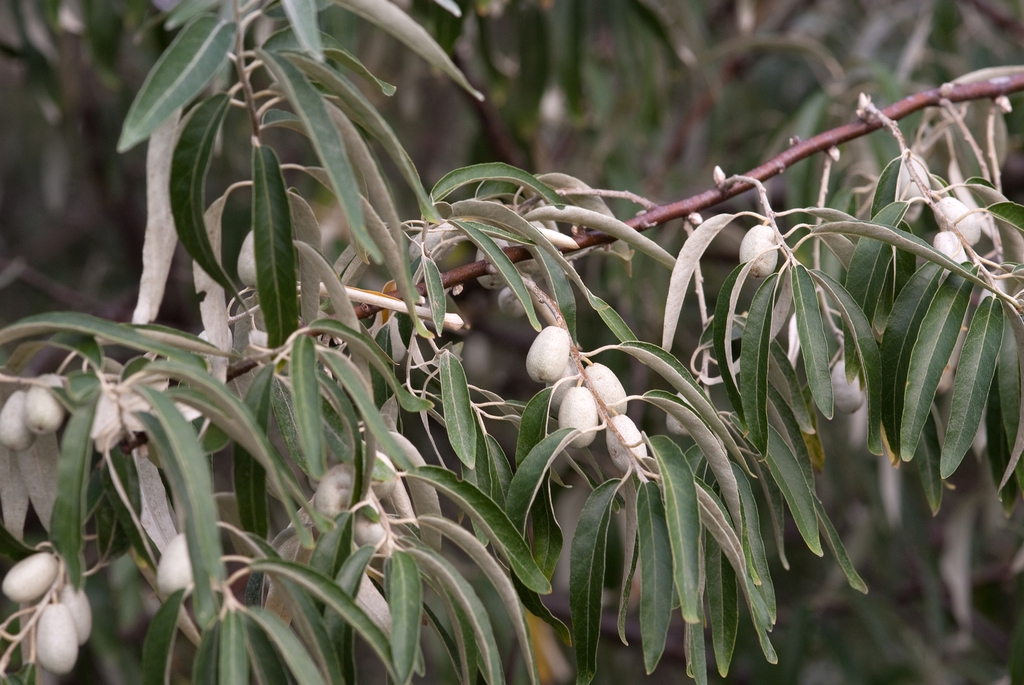 leaves