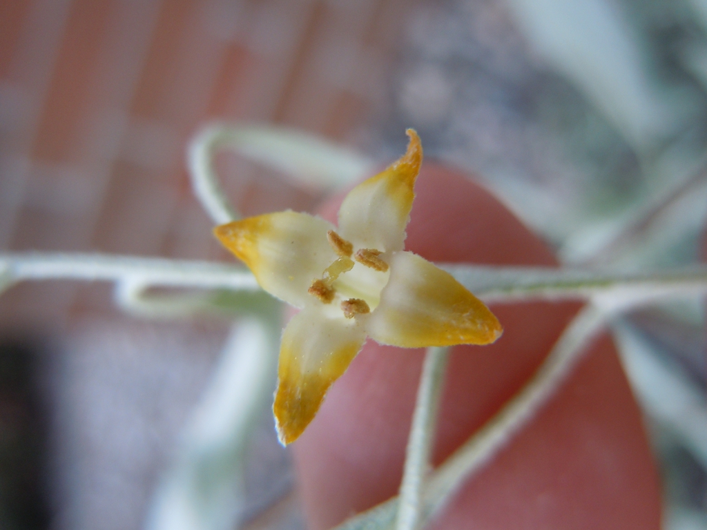 flower