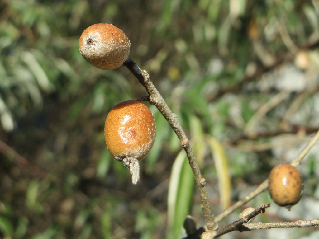 Fruits