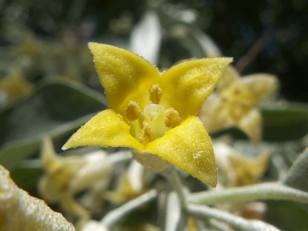 Flower and leaves