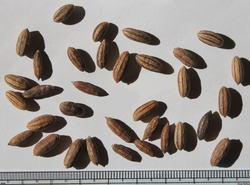 seeds
