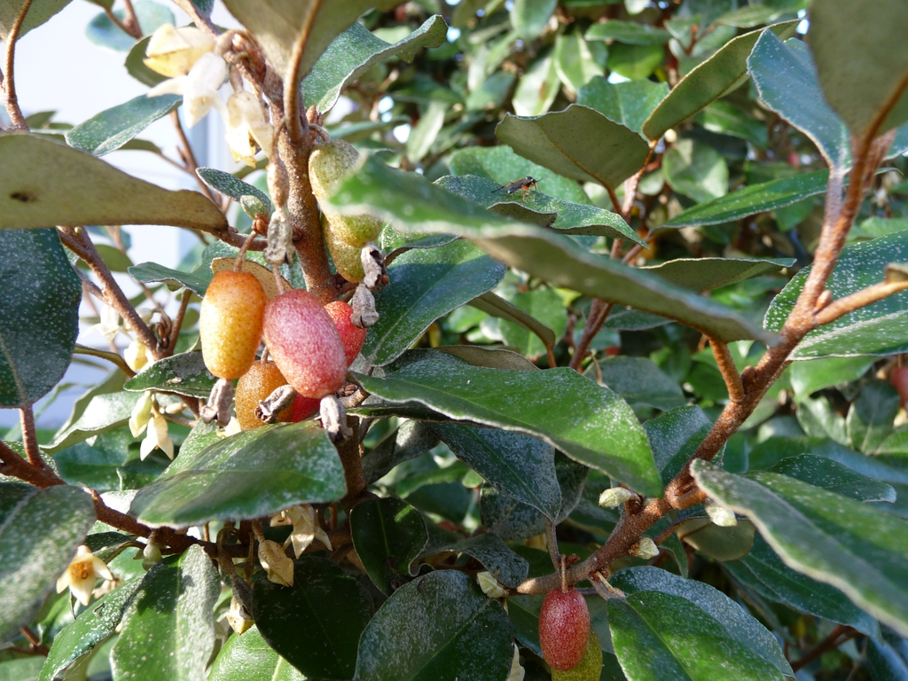 Leaves and fruit