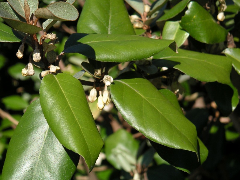 Leaf closeup