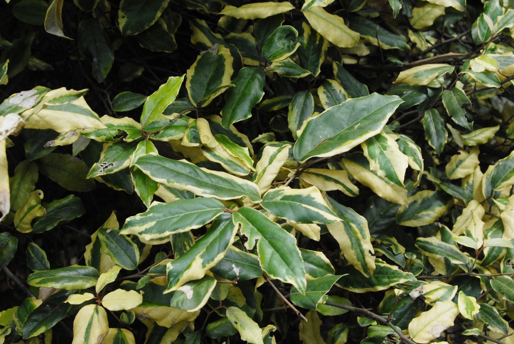 'Variegata' Leaves