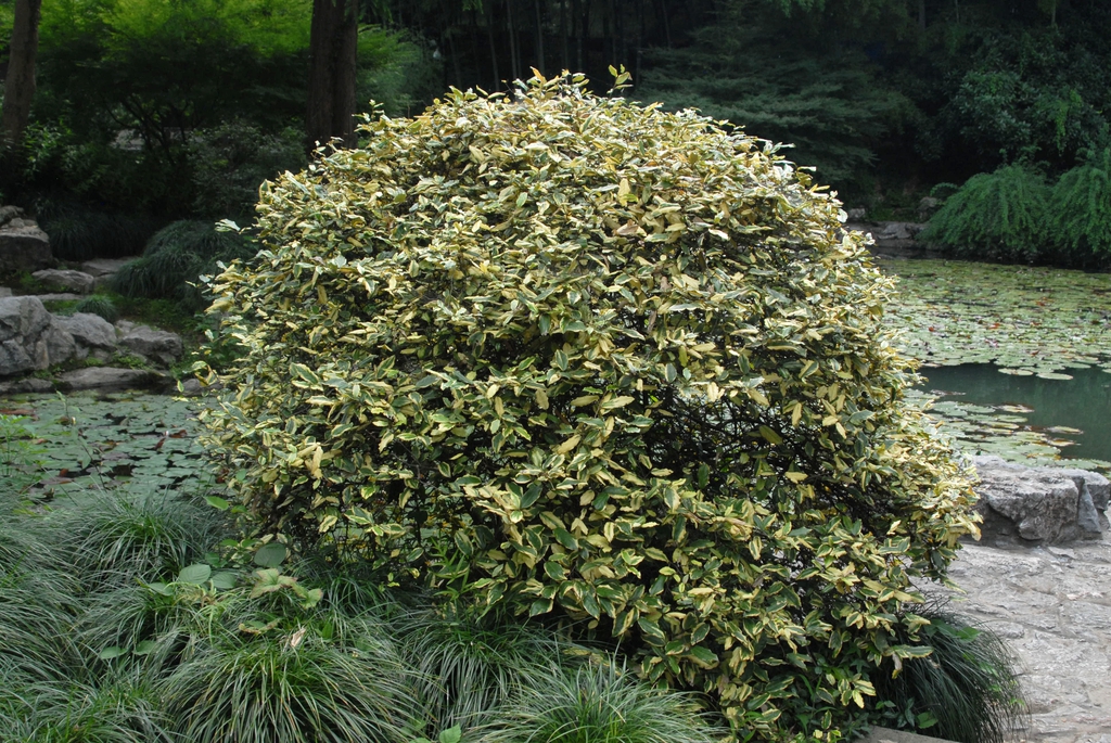 'Variegata' Form