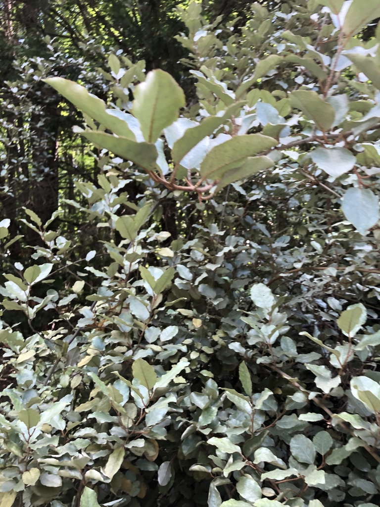 Sprawling Branches and Leaves (Wake County,NC)