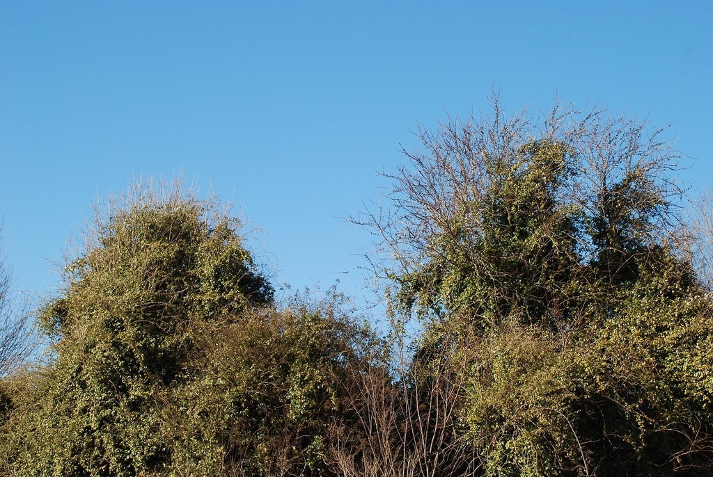 Thicket of plant (Friendly Lakes, Greensboro, NC)-Early Spring