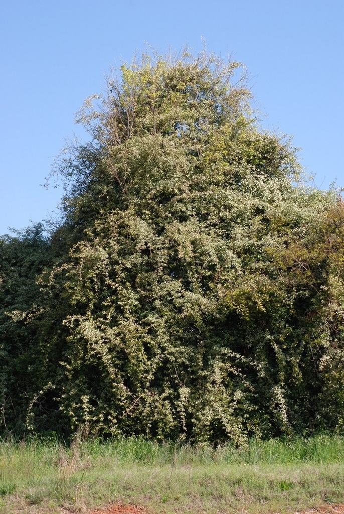 Form (Friendly Lakes, Greensboro, NC)-Early Spring