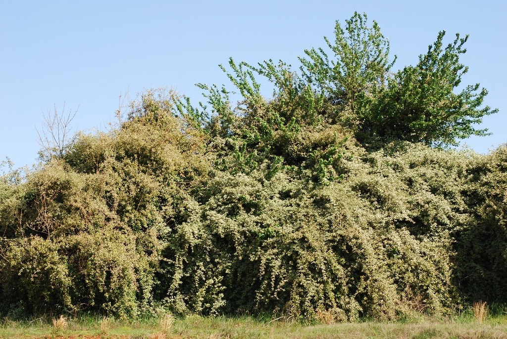 Form (Friendly Lakes, Greensboro, NC)-Early Spring
