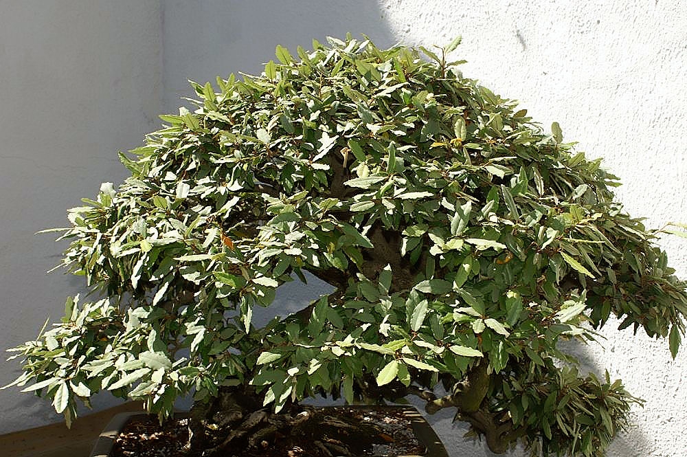 Whole plant