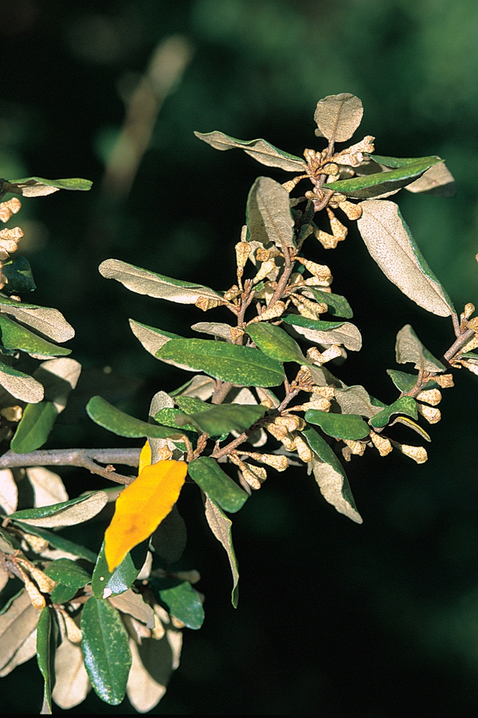 close up of leaf and stem