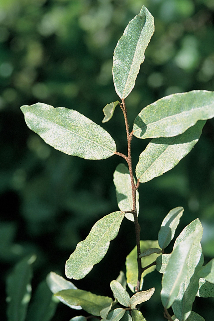 close up of leaves