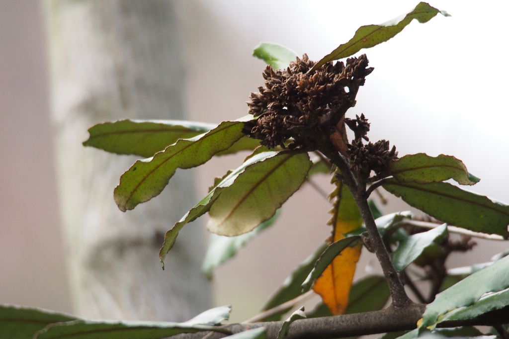Thorns