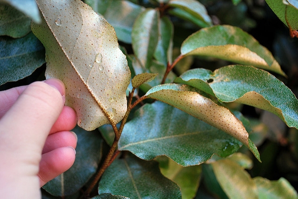 Eleagnus pungens