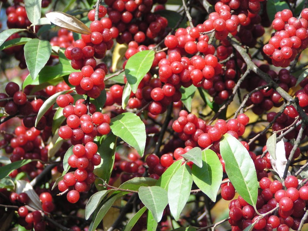 Showy red fruits.