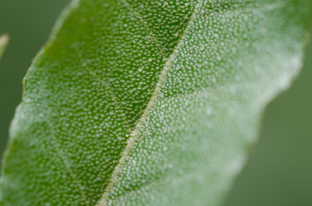 leaf