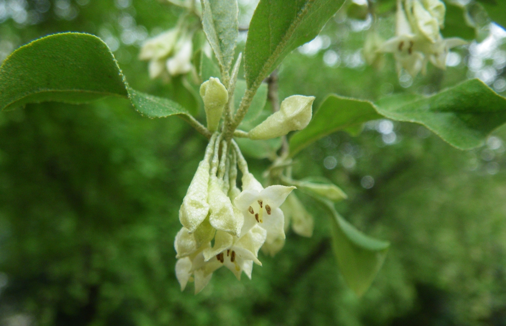 leaves and flowers