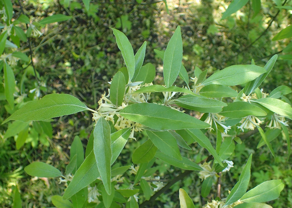 leaves