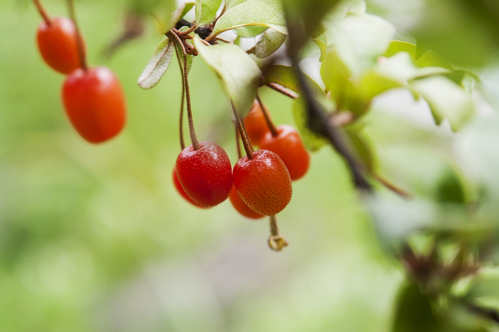berries