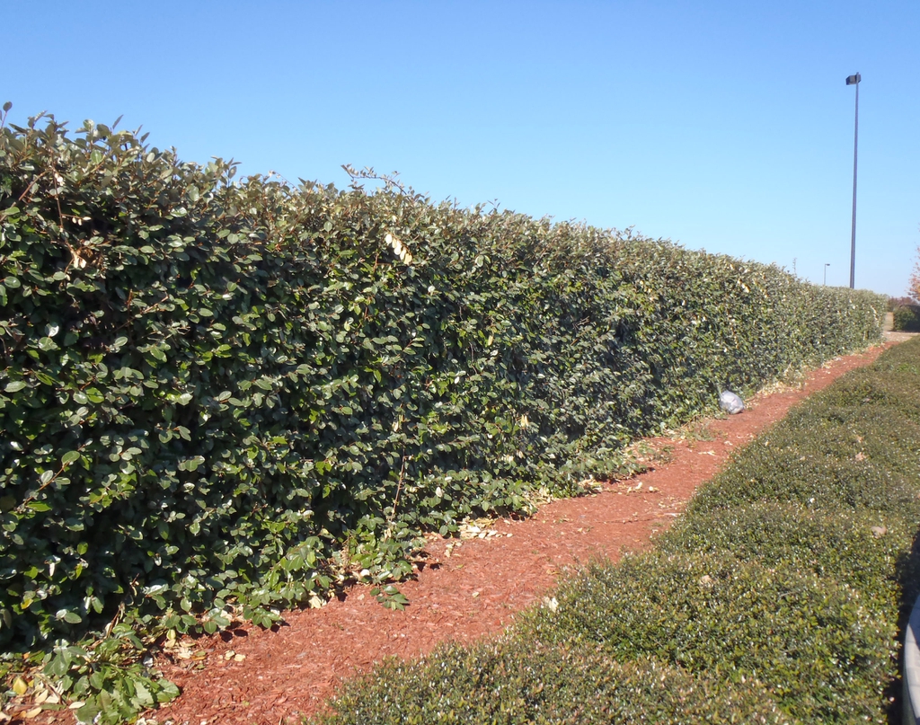 Elaeagnus x ebbingei