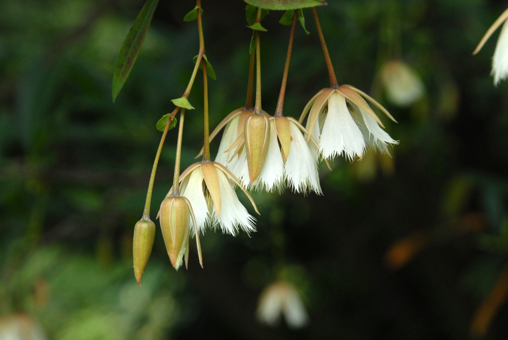 Elaeocarpus hainanensis