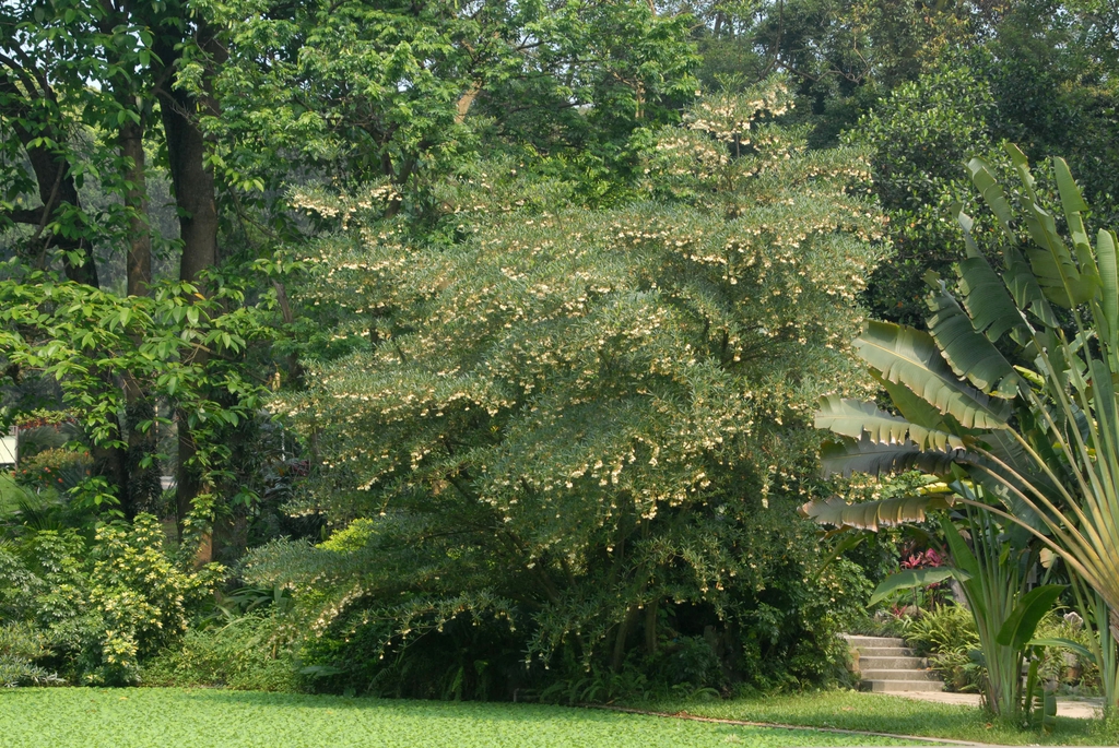 Elaeocarpus hainanensis