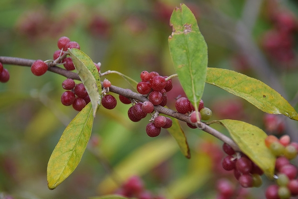 Eleagnus umbellata