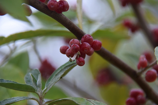 Eleagnus umbellata