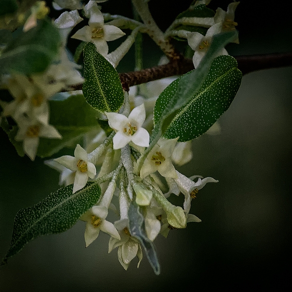 Eleagnus umbellata