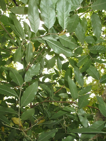 Eleagnus umbellata