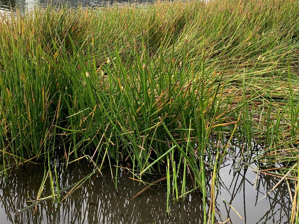 Form in native habitat