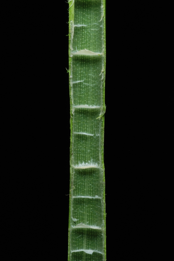 Inside of segmented stem (Indian River County, FL)-Mid Spring