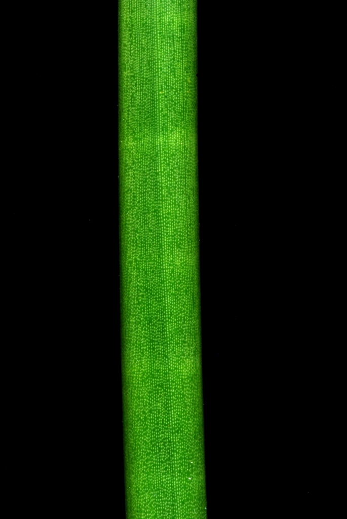 Segmented stem (Indian River County, FL)-Mid Spring