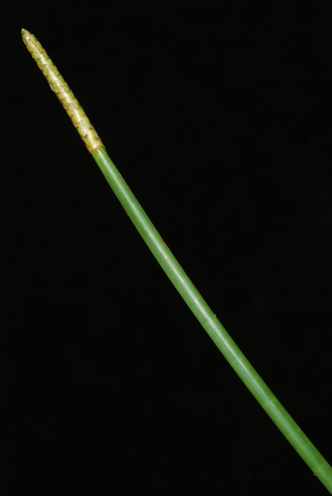 Eleocharis interstincta