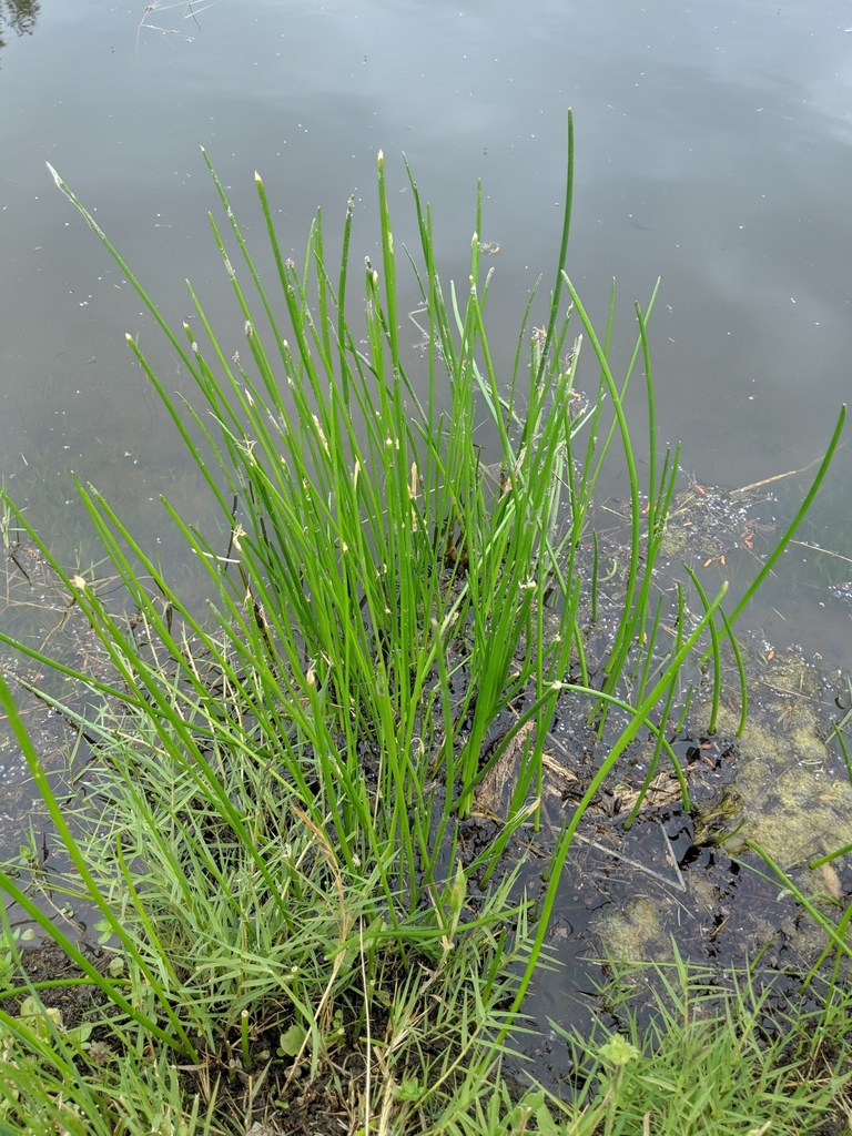 Native habitat