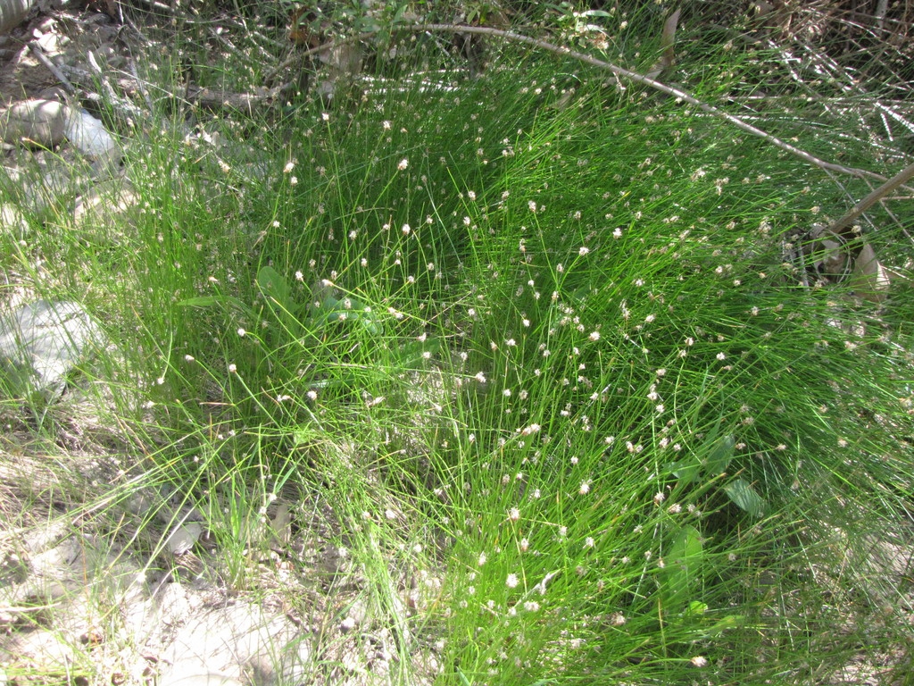 Form