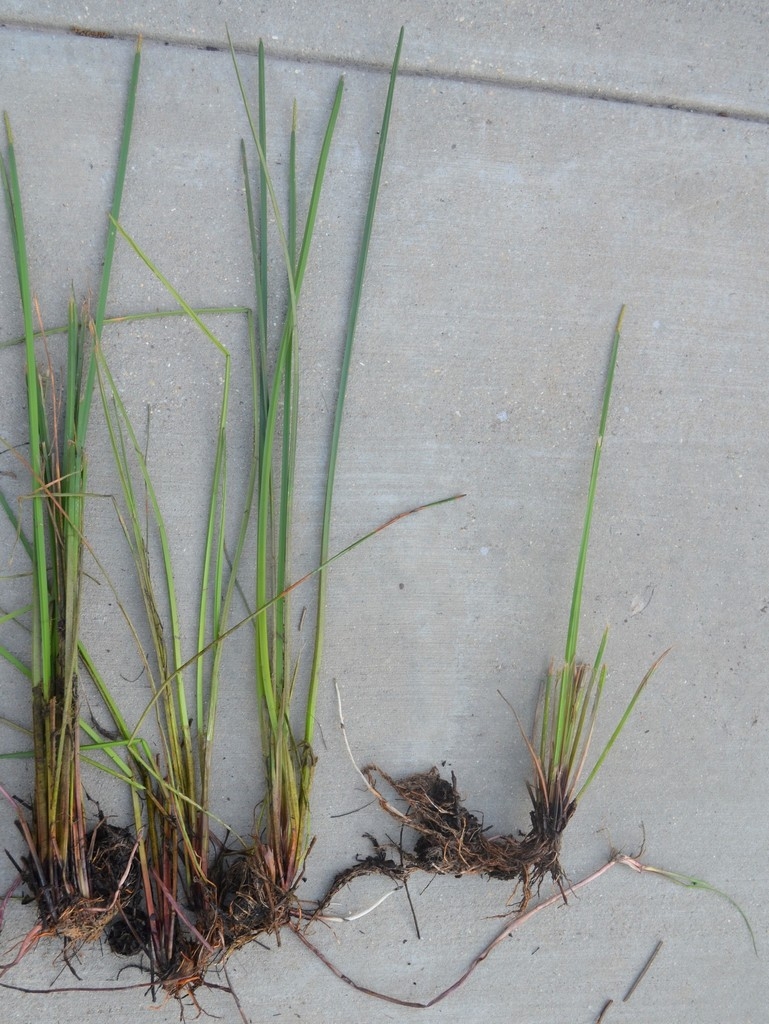 Rhizomes