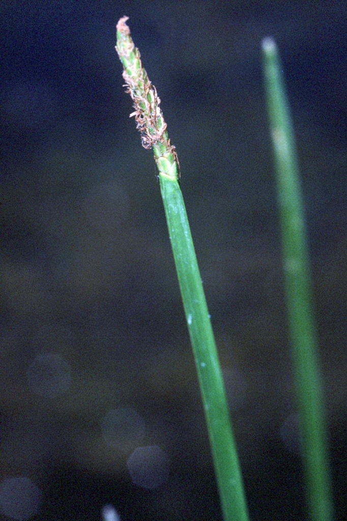 Grass