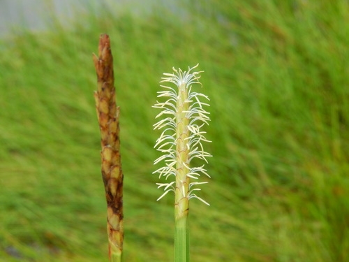 Flowers and fruits