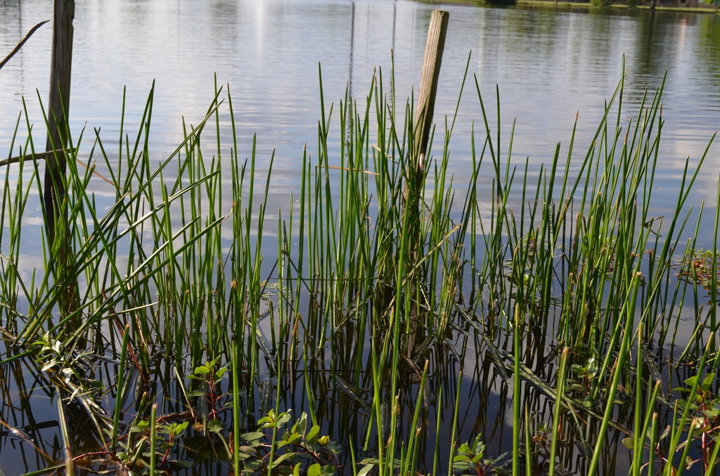 Native habitat